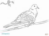 Dove Coloring Turtle Pages Collared Drawing Doves Printable Getdrawings Paper Popular sketch template