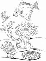 Coloring Underwater Pages Plants Ocean Drawing Adults Life Under Sea Getdrawings Drawings Getcolorings Color Fish Adult Printable Paintingvalley Popular sketch template