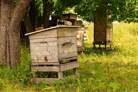 houten bijenkorf huis voor bijen op het veld  de zomer stock foto image  brengt voedsel