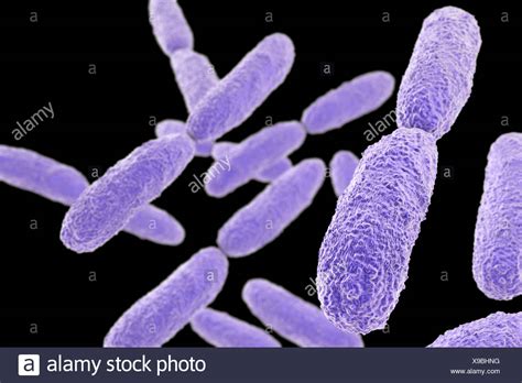 nitrogen fixing bacteria stock  nitrogen fixing