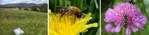 pollinator monitoring   pays   uk centre  ecology hydrology