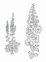 Larkspur Flower Coloring Pages Drawing Flowers Tattoo July Drawings Printable Birth Delphinium Line Tattoos Draw Gladiolus Month Board Mycoloring Designlooter sketch template