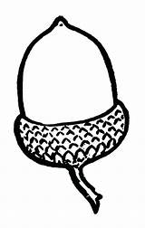 Acorn Coloring Drawing Pages Outline Line Getdrawings Clipartmag sketch template
