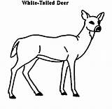 Coloring Deer Tailed Button Using Print Grab Feel Could Please Also sketch template