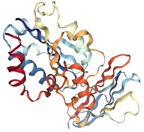 icam 1 protein overview sequence structure function and protein