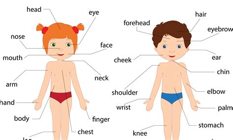 comment enseigner aux enfants les parties du corps en anglais novakid blog