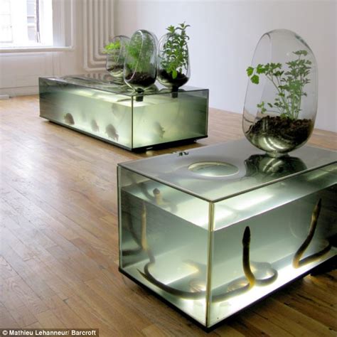 diy ecosystem grow fish  vegetables   living room