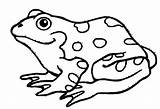 Coloring Amphibian Pages Amphibians Drawing Color Printable Print Nice Getdrawings Clipartmag Related Getcolorings Clipart sketch template