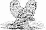 Owl Coloring Pages Printable Owls Burrowing Adults Kids Hard Print Barn Animals Color Realistic Animal Mosaic Difficult Online Colouring Adult sketch template