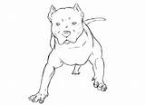 Coloring Bull Pit Pitbull Pages Printable Blue Pdf Print Ages Popular Coloringhome sketch template