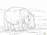 Ippopotamo Coloring Colorare Hippopotamus Pygmy Disegni Bambini Pigmeo Hippopotames Dentistmitcham sketch template