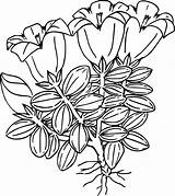 Gentian Kind Clipart Clipground sketch template