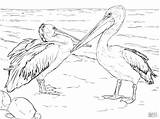 Coloring Pelicans Australian Print Pages Printable Animals Coloringbay Categories sketch template