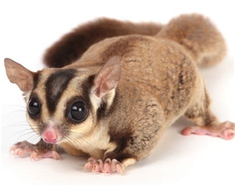 pet sugar glider care information facts pictures