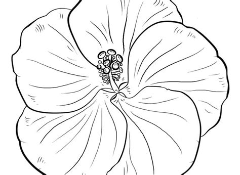 coloring pages hibiscus printable  kids adults