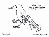 Nutcracker Coloring Clark Clarks Sponsors Wonderful Support Please sketch template