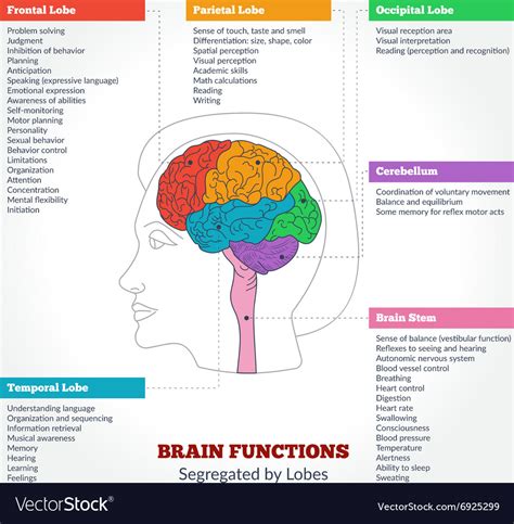 human brain anatomy  functions brain anatomy  function images