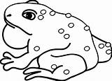Amphibian Bullfrog Toad sketch template