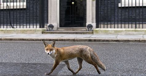 a fox visits british prime minister s office