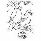 Coloring Pages Bullfinch Animals Ram Goose sketch template