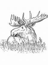 Alce Moose Elch Deer Gaddynippercrayons Pisani Printmania sketch template