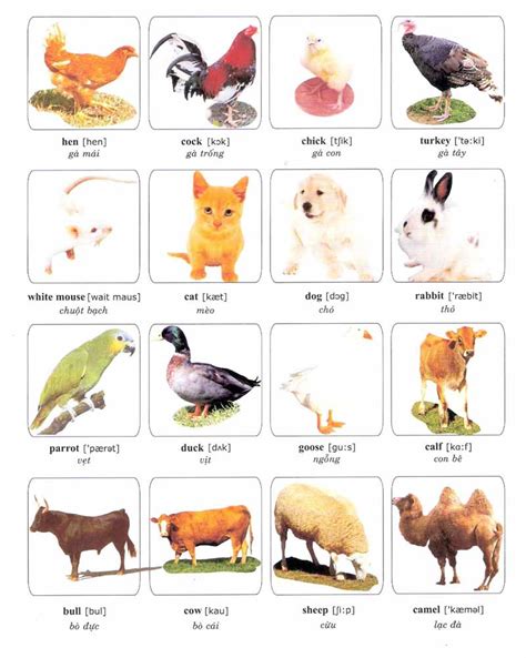 learning vocabulary  pictures pets