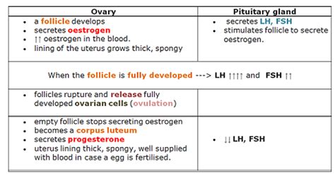 menstrual cycle biology notes for igcse 2014