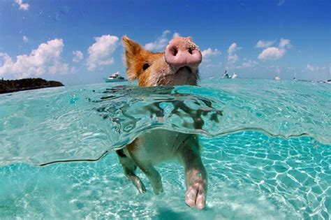 happy pigs swimming   bizarre    hear