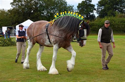 equine     shire horse breed