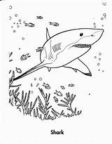 Shark Coloring Pages Printable Kids Uteer Book Color sketch template