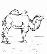 Camel Coloring Pages Printable Kids sketch template