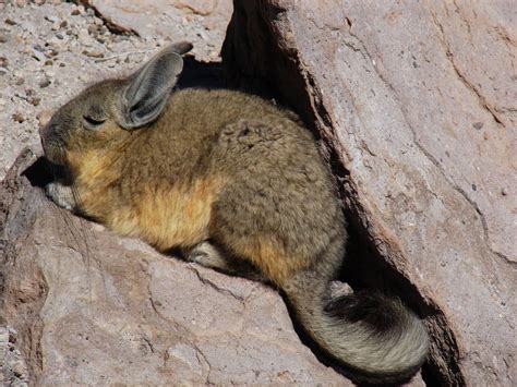 Cultura Guaraní La Vizcacha