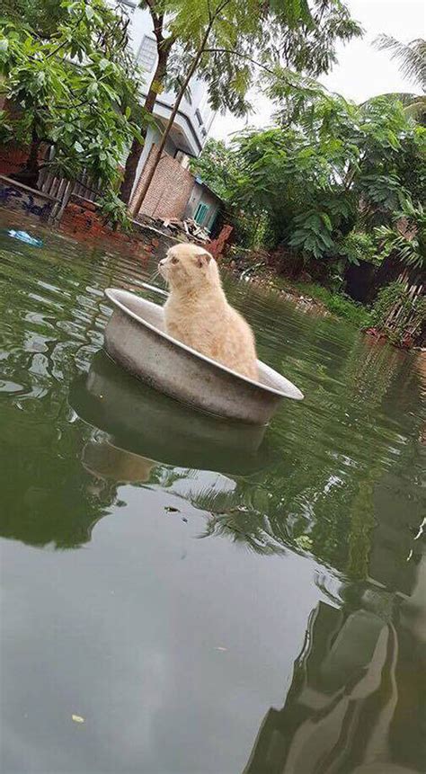 Cat Survived Flooding In Floating Basin Saved By Rescuers