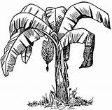 Bunch Bananowiec Netart Kolorowanka Platano Drawings Drzewo Colouring Banano Sketches Hoja Sketsa Buah Terlengkap Nangka Hojas Druku Malowankę Wydrukuj sketch template