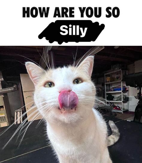 silly silly cats   meme
