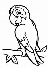 Coloring Parrot Bird Pages Tropical Printable Pet Color Print sketch template