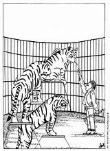 Circus Coloring Tigers Pages Tiger Cirque Animal Hellokids Color Print Choose Board Books sketch template