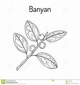 Banyan Benghalensis Ficus Medicinal sketch template
