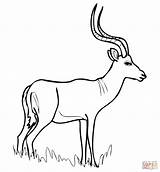 Impala Ausmalbilder Antelope Afrikanische Ausdrucken sketch template