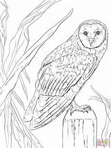 Owl Coloring Pages Barn Realistic Printable Animals Nocturnal Color Flying Owls Colouring Drawing Clip Kids Animal Adult Print Sheets Supercoloring sketch template