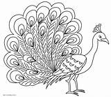 Paon Coloriages Feathers Coloriage sketch template