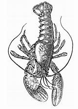 Lobster Coloring Claw Getdrawings Drawing sketch template