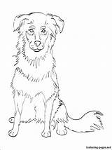 Coloring Pages Collie Getcolorings Printable Color sketch template