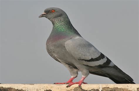 pigeon racing  banned fourways review