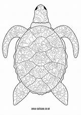 Turtle Zenas Suitcase Teenagers sketch template