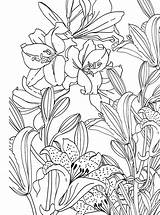 Flowers Coloring Pages Crtezi Flower Printable Cveca Color Adult Colouring Cute Visit Presence Stress Anti Books Print Book Silk Colorful sketch template