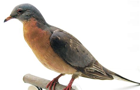 passenger pigeon american bird conservancy