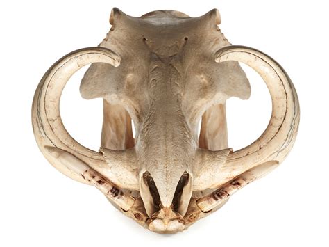 crazy diversity  animal skulls  hippos  hummingbirds wired
