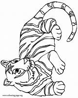Tigers Colouring Resting Outline Clipart Printable Library Coloringhome Kids sketch template