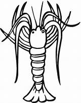 Krill Coloring Drawing Getdrawings sketch template